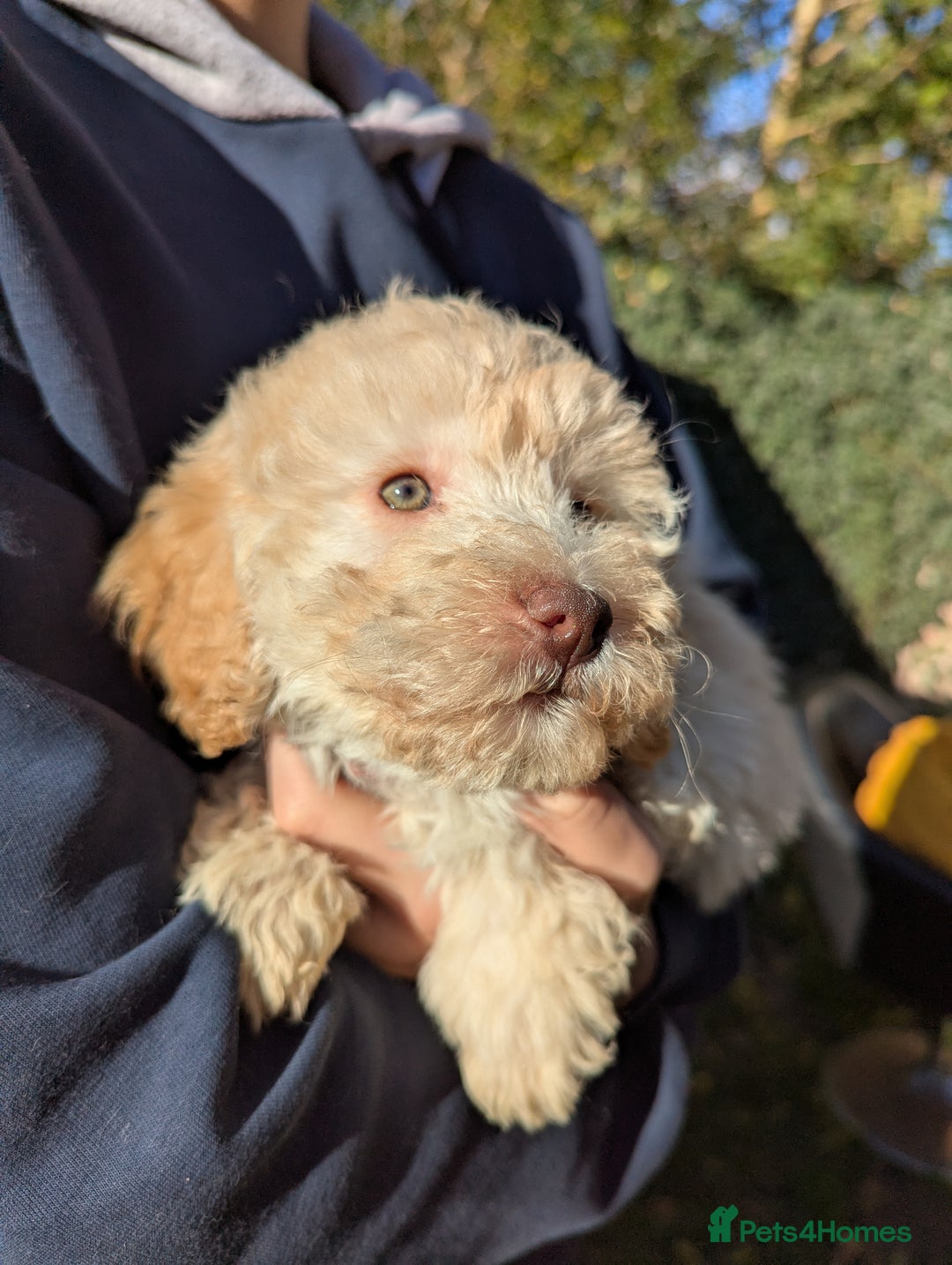 Miniature Poodle dogs for sale: Ready now Kc reg mini poodle pups for sale  - Advert 4