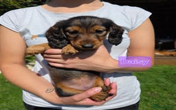 Dachshund dogs for sale: Red long-haired standard dachshund puppies - Image 15