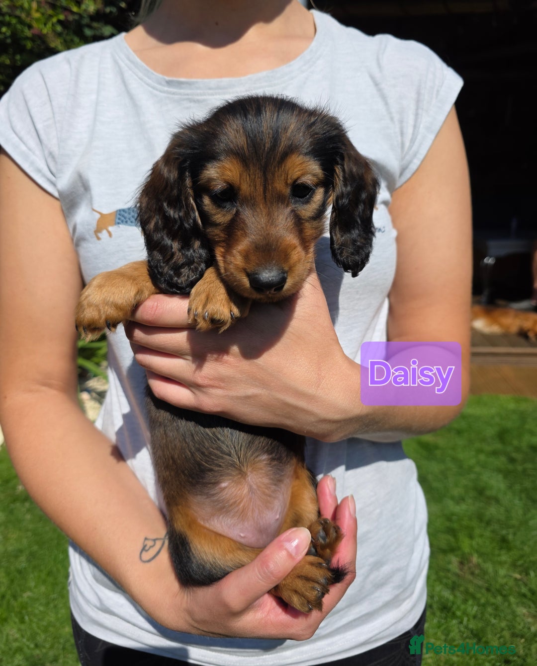 Dachshund dogs for sale: Red long-haired standard dachshund puppies - Image 15