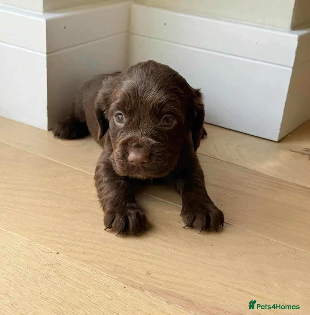 Cocker Spaniel dogs for sale: Cocker spaniel puppies  - Advert 2