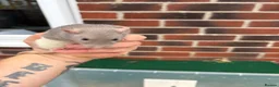 Rat rodents for sale: Male rats for sale  - Advert 2