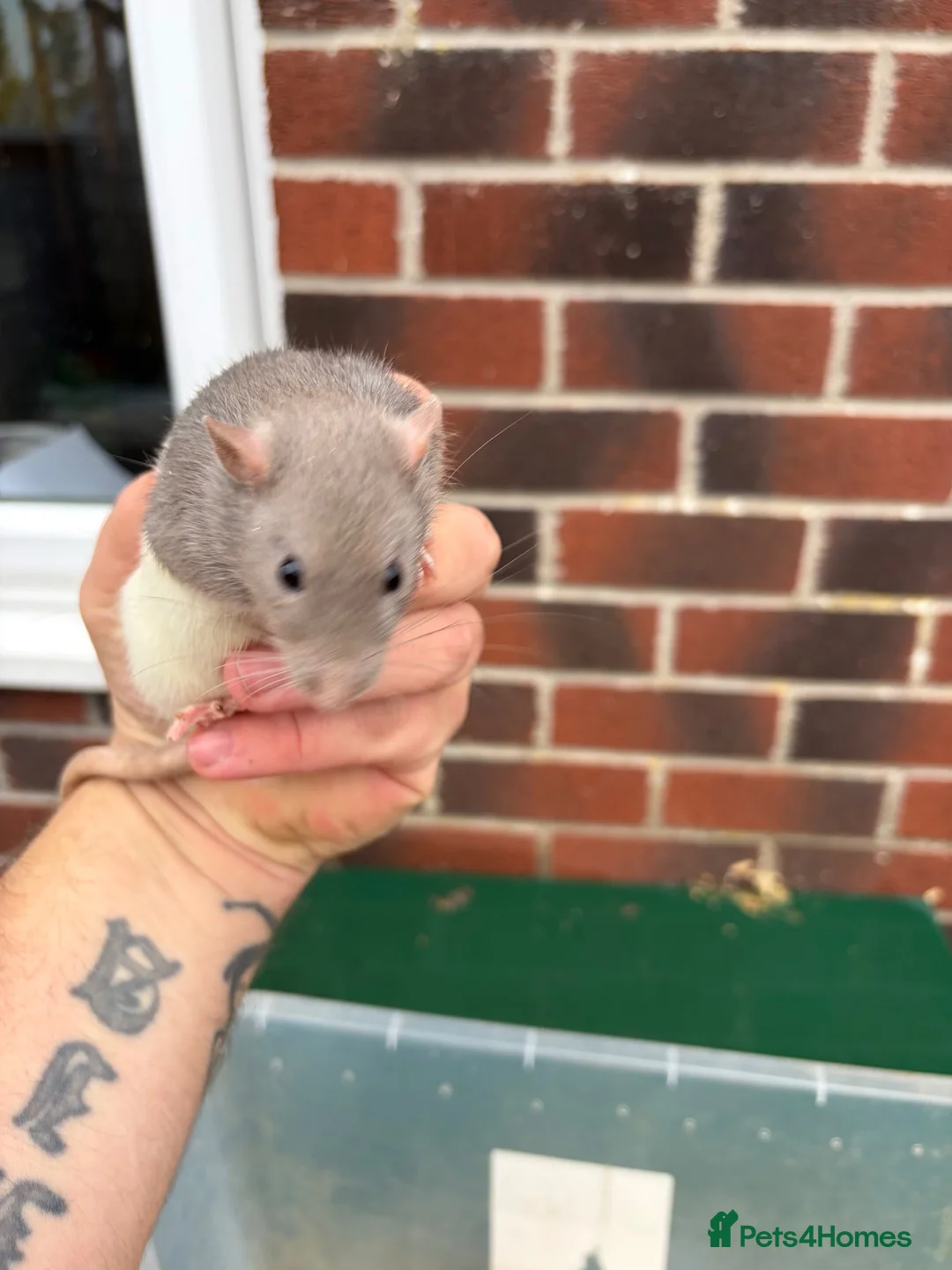 Rat rodents for sale: Male rats for sale  - Advert 2