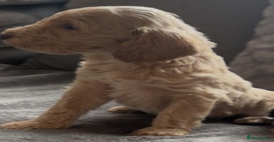Cockapoo dogs - Advert 6