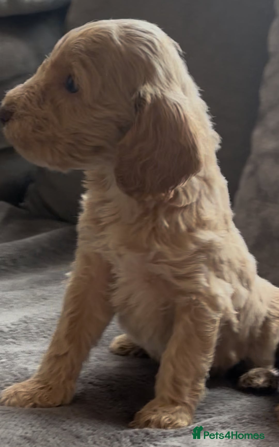 Cockapoo dogs for sale: stunning cockapoo puppies  - Image 2