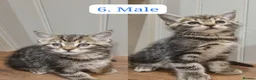 Maine Coon cats for sale: Gorgeous Maine Coon X Kittens-Litter of 7 - Advert 13