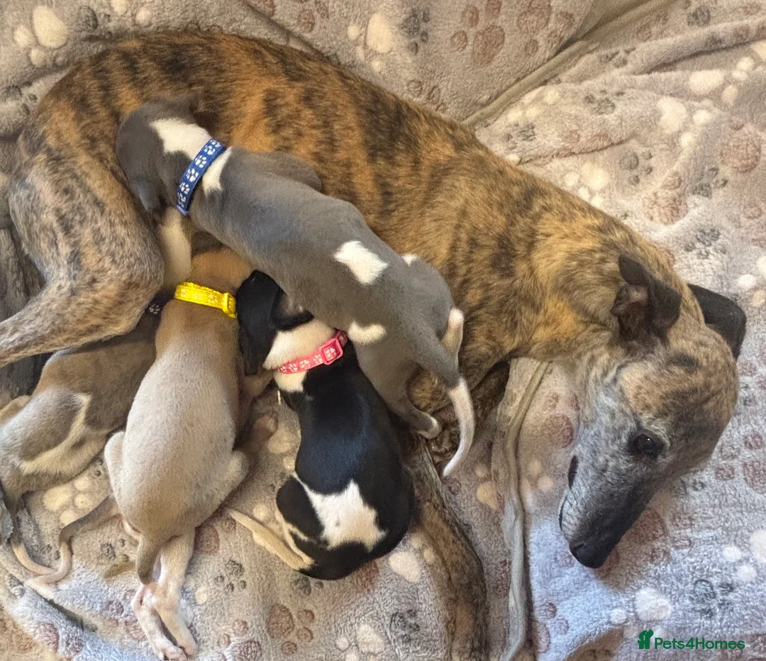Whippet dogs for sale: Beautiful KC Whippet Puppies - Advert 1