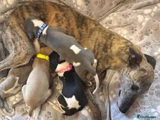 Whippet dogs Beautiful KC Whippet Puppies - Advert 4