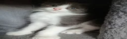British Longhair cats for sale: READY NOW!!!! Stunning kittens - Advert 3