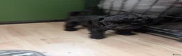 Toy Poodle dogs for sale: For sale Toy poodle puppies  - Advert 13