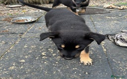 Mixed Breed dogs for sale: ONLY 2 GIRLS LEFT! | 10 Beautiful Rottsky Puppies. - Image 5