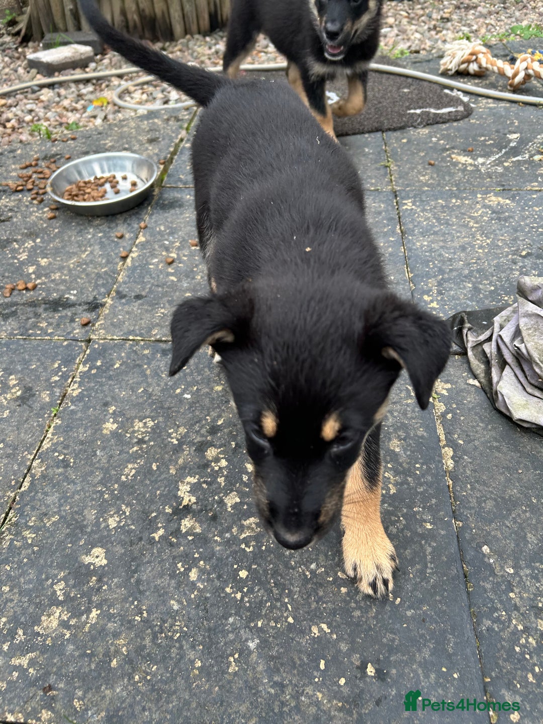 Mixed Breed dogs for sale: ONLY 2 GIRLS LEFT! | 10 Beautiful Rottsky Puppies. - Image 5