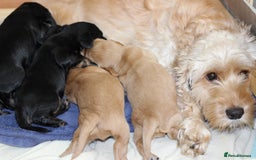 Cockapoo dogs for sale: Beautiful, Rare Cockapoo Puppies – Ready 17th Nov - Image 18