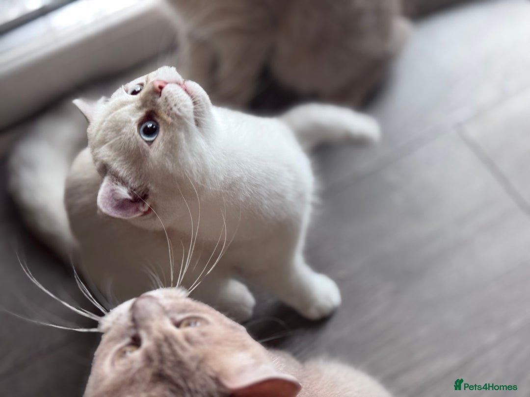 Scottish Fold cats for sale: Scottish fold and Scottish straight Tica pedigree  in Croydon - Image 5