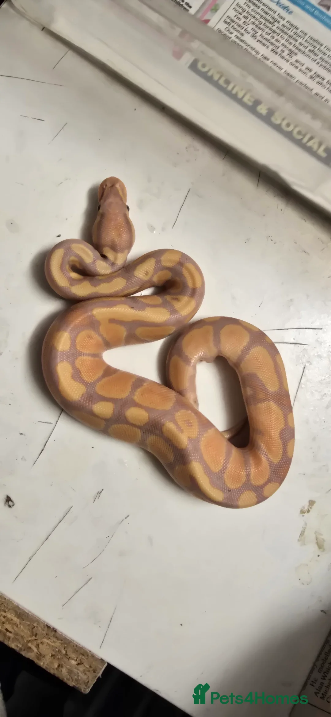 Python Snake reptiles for sale: Various Ball Pythons in Wellingborough - Advert 24