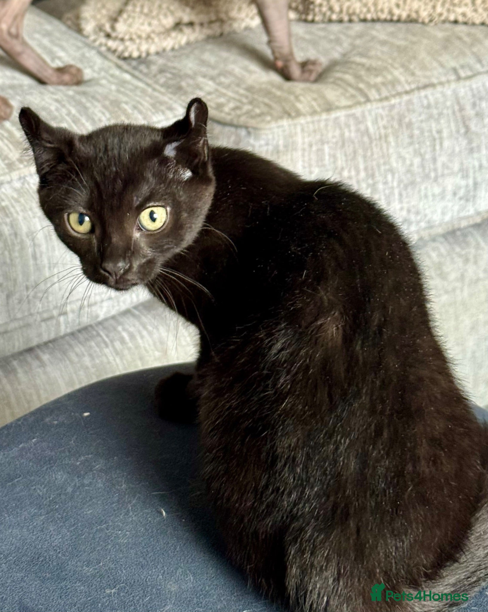 Mixed Breed cats Beautiful Tame Female Black Kitten - Advert 2