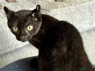 Mixed Breed cats Beautiful Tame Female Black Kitten - Advert 6