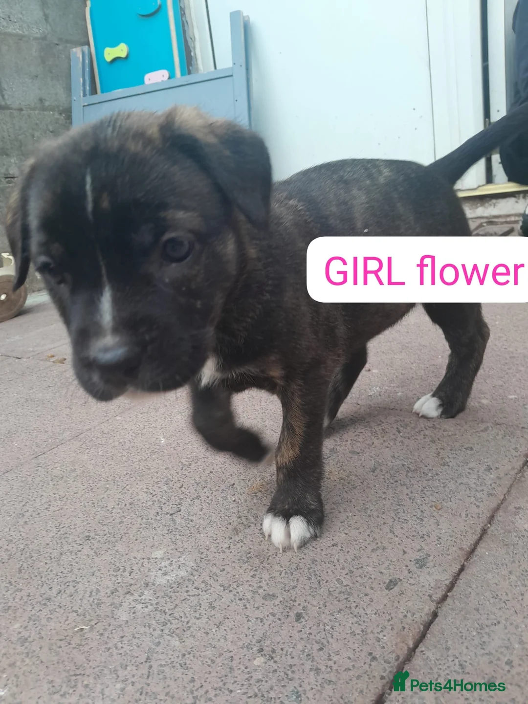 Mixed Breed dogs for sale: Corso x German Shepherd puppies in Glasgow - Advert 2