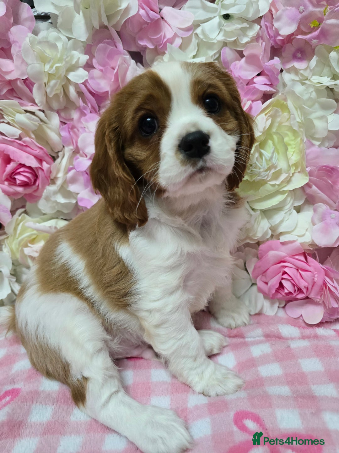 Cavalier King Charles Spaniel dogs for sale: KC registered from Health Tested parents  - Advert 3