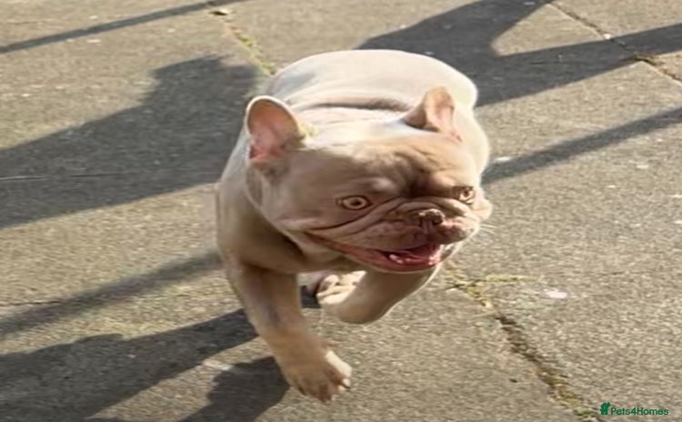 French Bulldog dogs - Advert 2