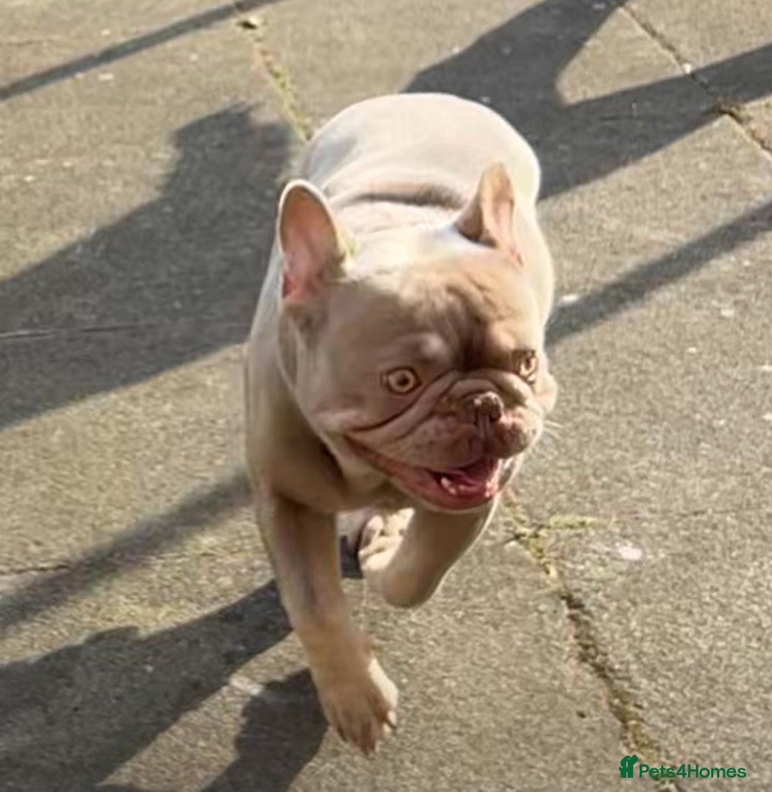French Bulldog dogs for stud: Big Meech  - Image 1