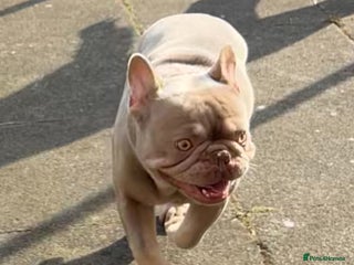 French Bulldog dogs - Advert 32