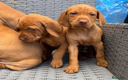 Hungarian Vizsla dogs for sale: Exceptional kc Hungarian viszla pups. Now ready  - Image 5