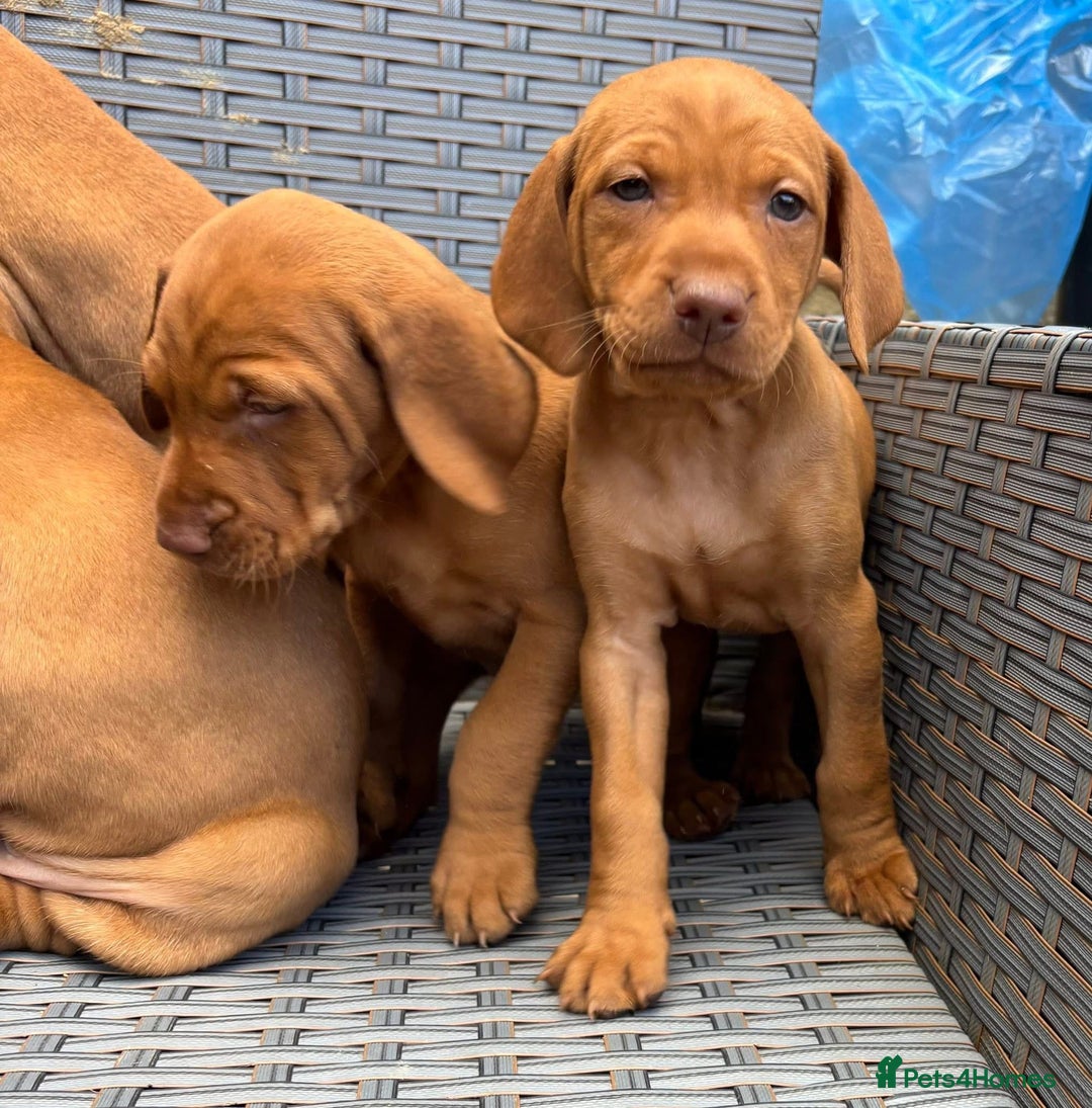 Hungarian Vizsla dogs for sale: Exceptional kc Hungarian viszla pups. Now ready  - Image 5