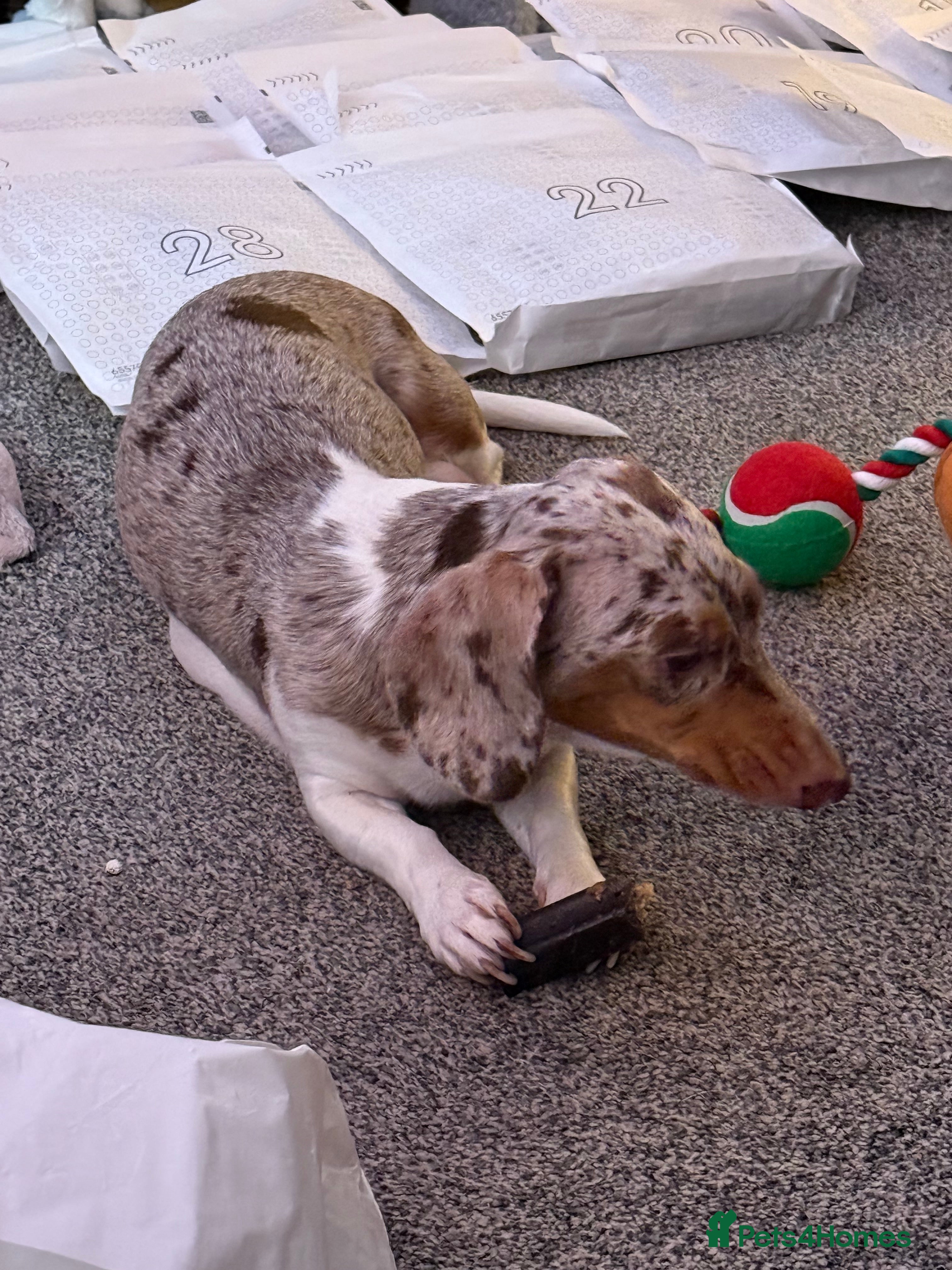 Miniature Dachshund dogs Four beautiful miniature dachshund  - Advert 1