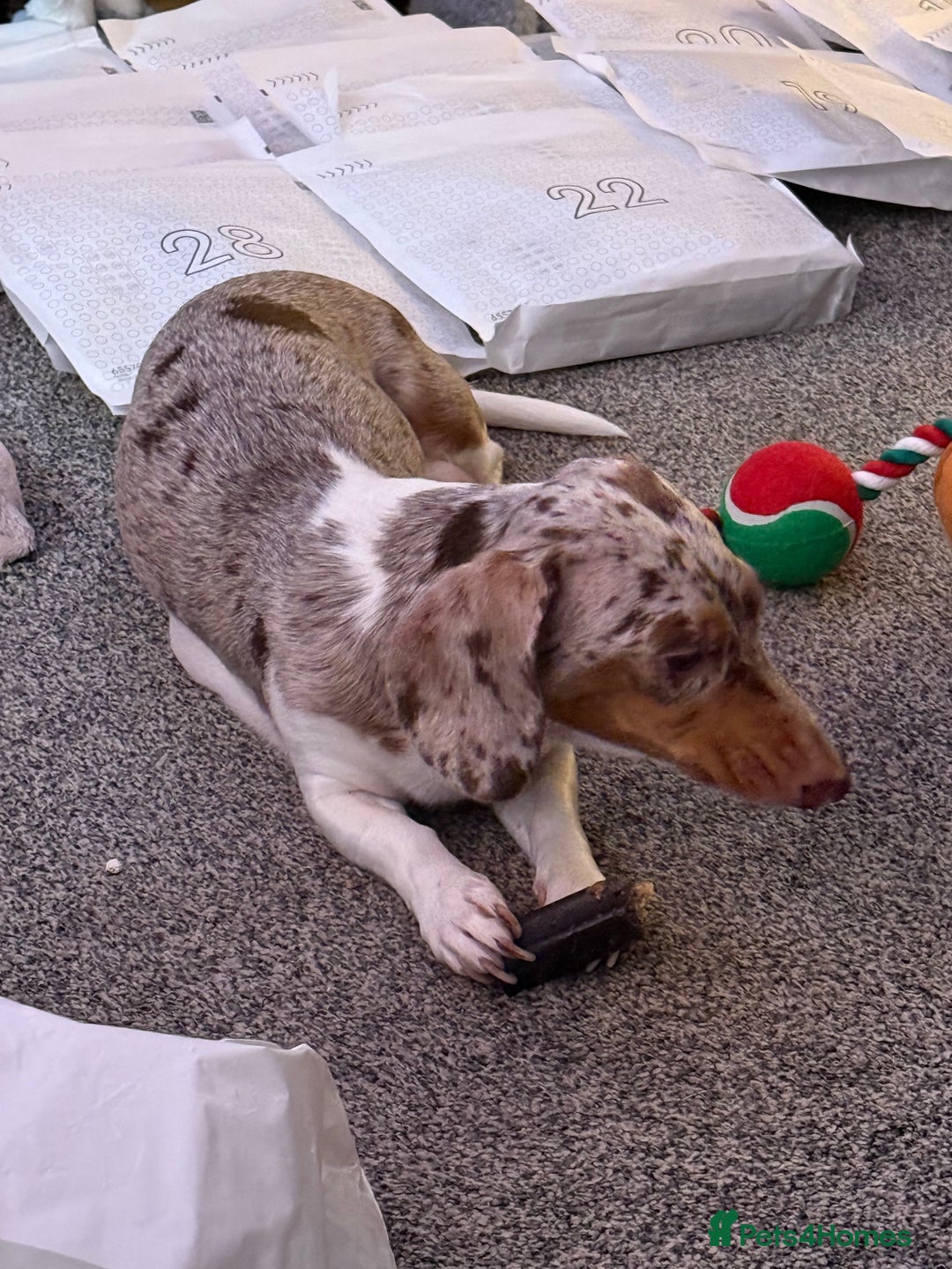 Miniature Dachshund dogs for sale: Four beautiful miniature dachshund  - Advert 2