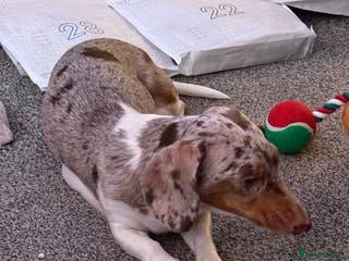 Miniature Dachshund dogs Four beautiful miniature dachshund - Advert 1