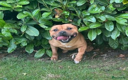Staffordshire Bull Terrier dogs for sale: Cherry is looking for her new best friend  - Image 3