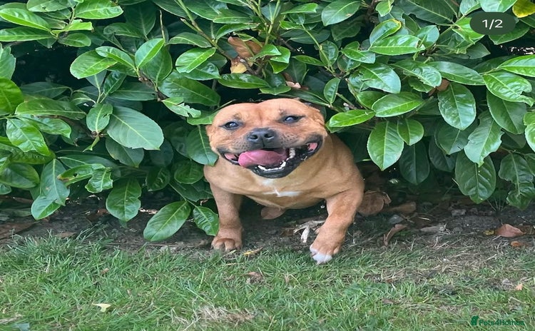 Staffordshire Bull Terrier dogs - Advert 2