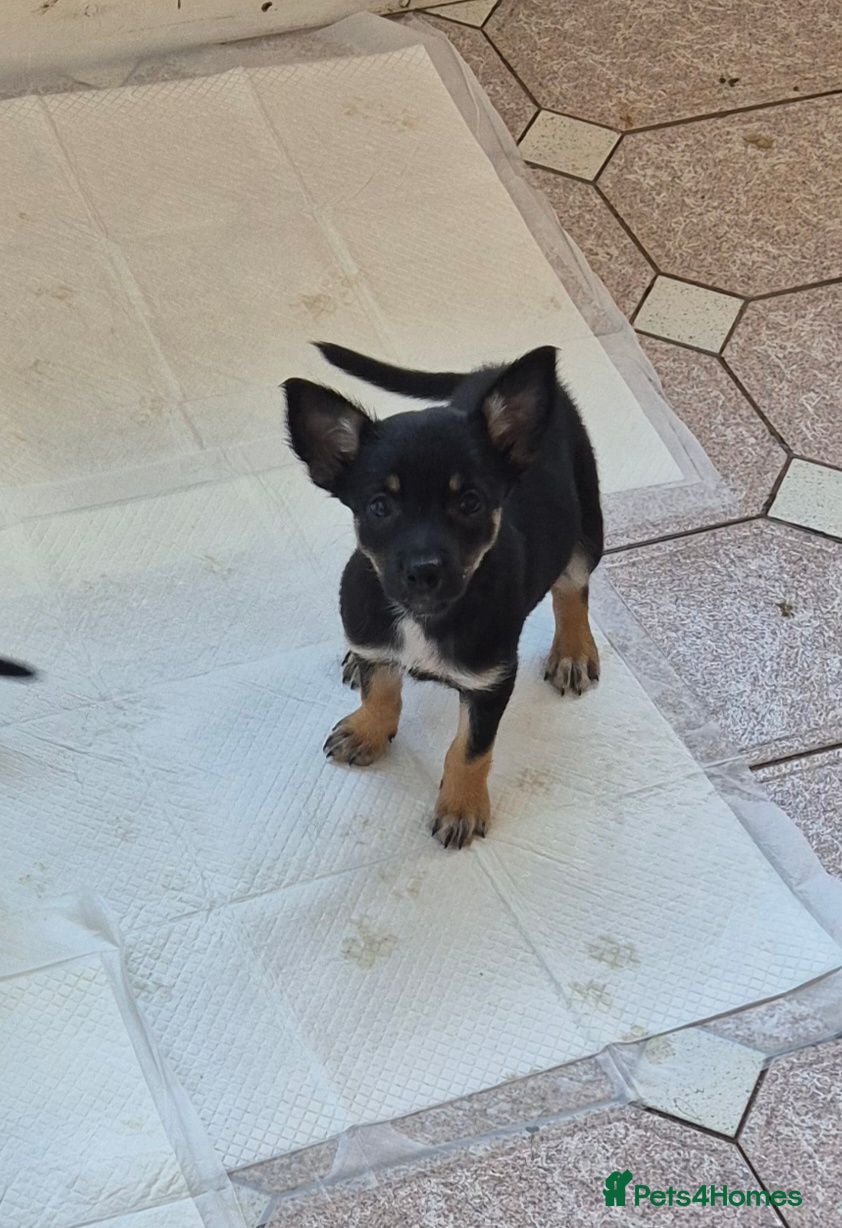 Mixed Breed dogs Kelpie cross collie puppies  - Advert 15