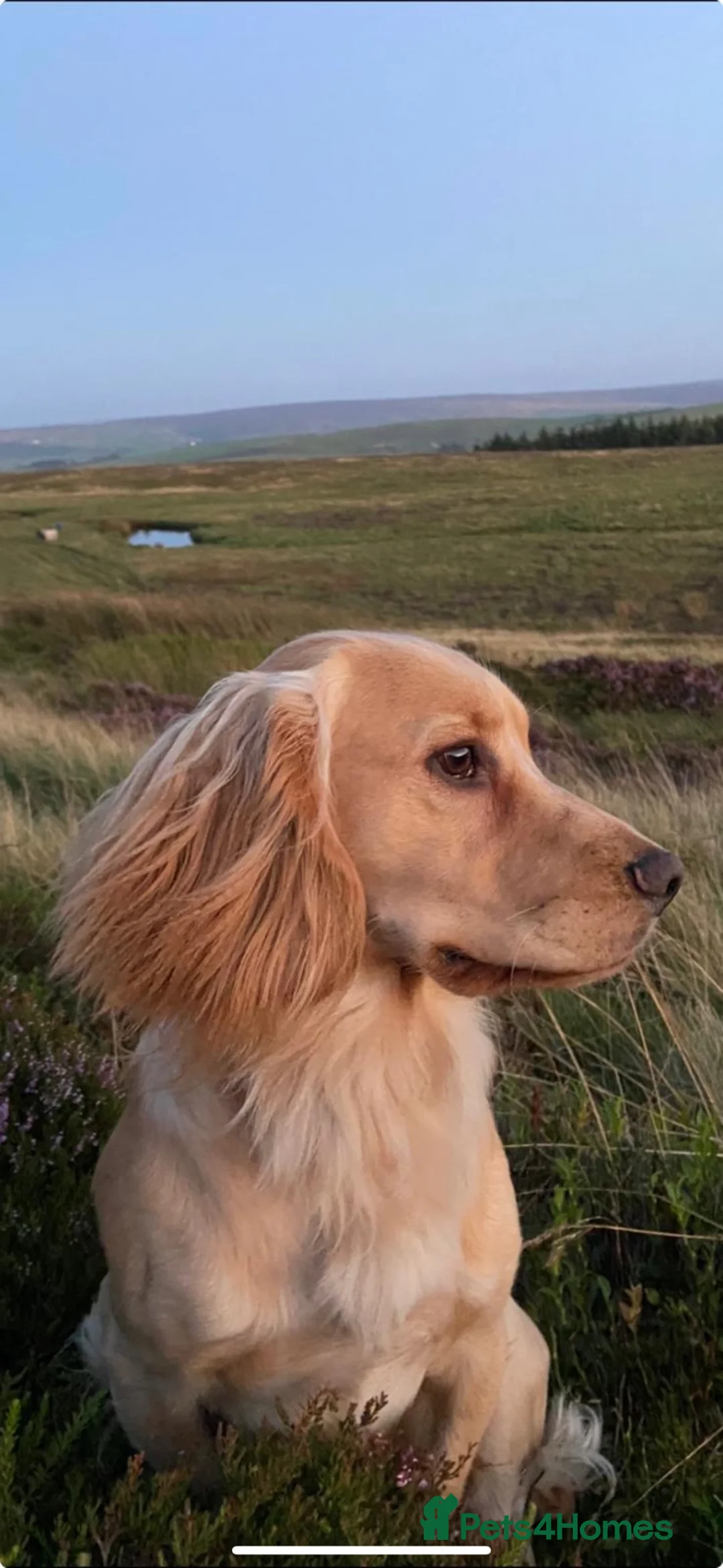 Cocker Spaniel dogs for stud: male dog for STUD ONLY - Advert 2