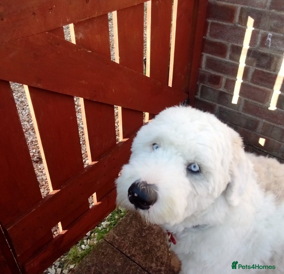 Old English Sheepdog dogs for sale: Old English Sheepdog – 11 Mths Loving Home Needed  - Image 2