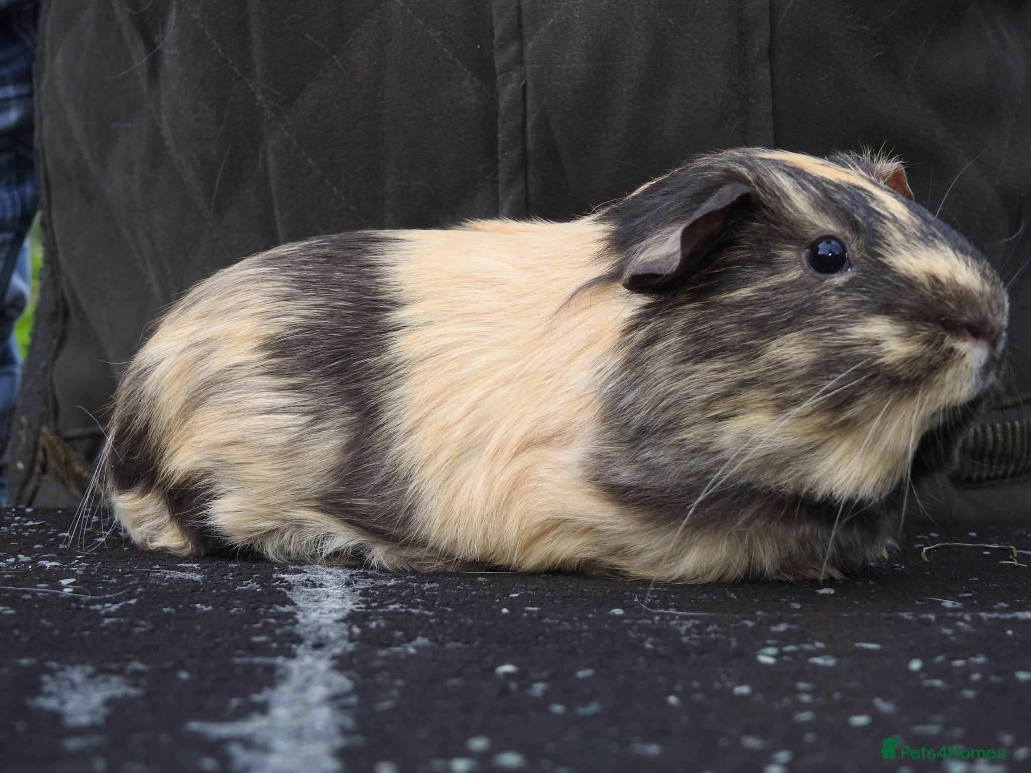 Guinea Pig rodents Pretty Female Guinea pigs for sale - Advert 2