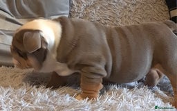 English Bulldog dogs for sale: Kc reg British bulldogs  - Image 24