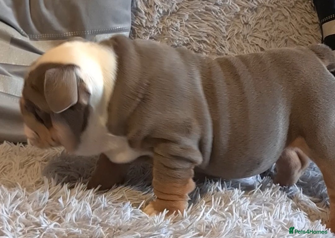 English Bulldog dogs for sale: Kc reg British bulldogs  - Image 24