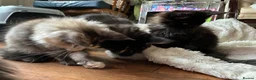 Maine Coon cats for sale: Purebred Maine Coon Kittens in Lisburn - Advert 14