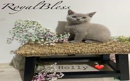 British Shorthair cats for sale: 👑ROYALBLESS STUNNING LILAC BRITISH SHORTHAIR  - Image 24