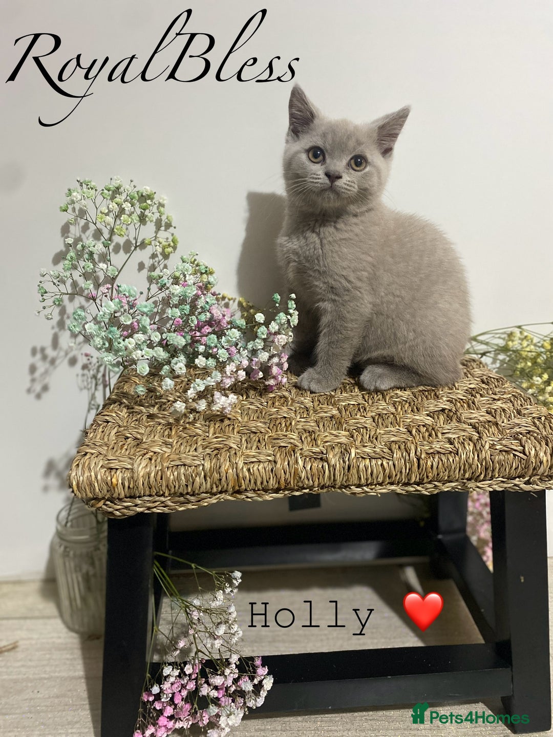 British Shorthair cats for sale: 👑ROYALBLESS STUNNING LILAC BRITISH SHORTHAIR  - Image 24