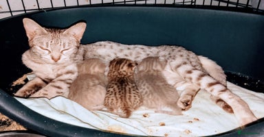 Ocicat cats - Advert 3