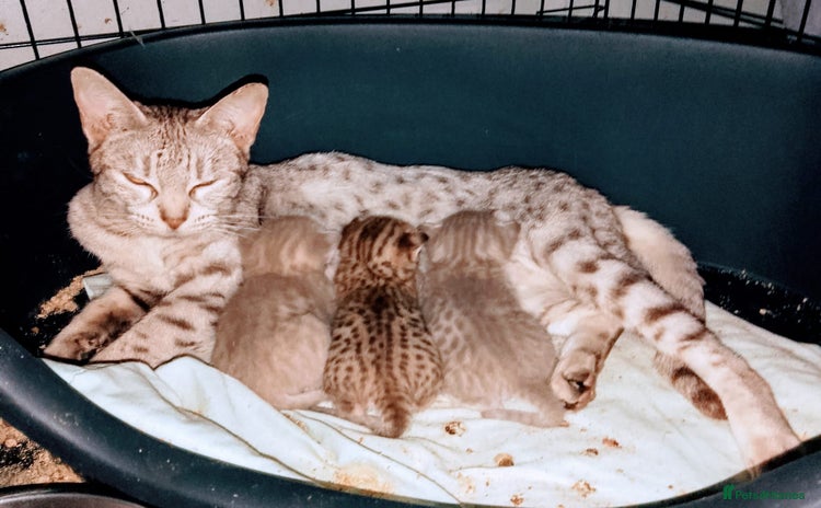 Ocicat cats - Advert 14