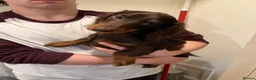 Miniature Dachshund dogs for sale: kc mini dachshund pups READY NOW - Advert 8