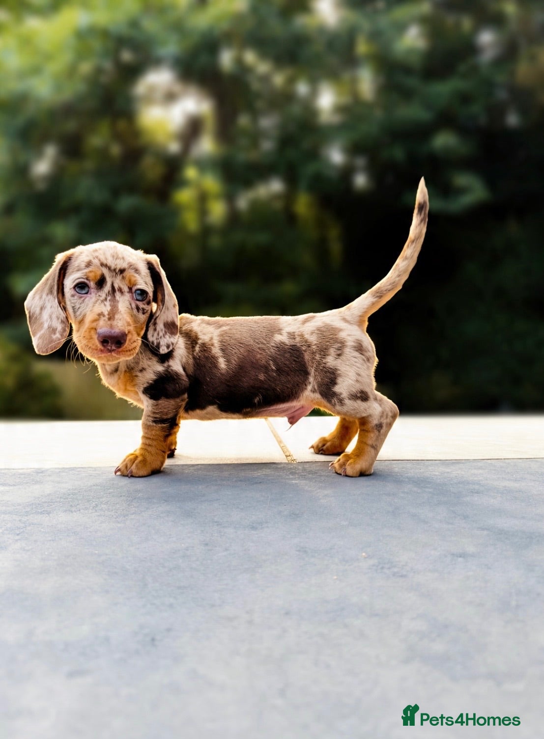 Miniature Dachshund dogs Stunning. KC. Miniature Dachshunds. PRA clear. - Advert 8