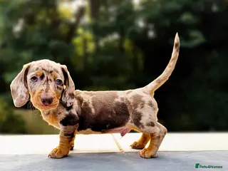 Miniature Dachshund dogs Stunning. KC. Miniature Dachshunds. PRA clear. - Advert 8
