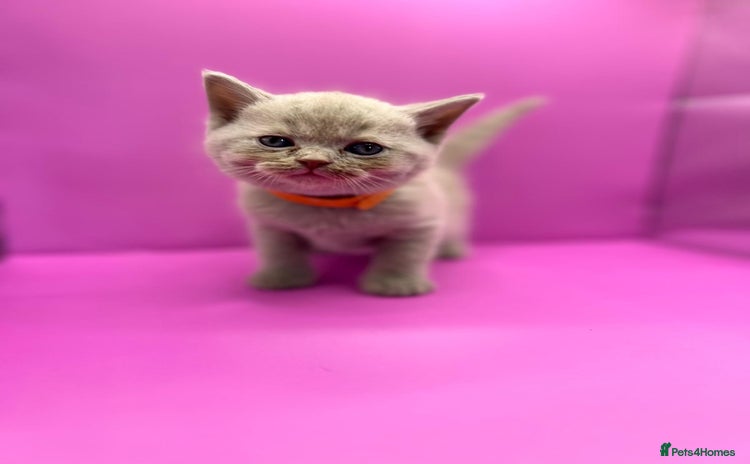 British Shorthair cats - Advert 14