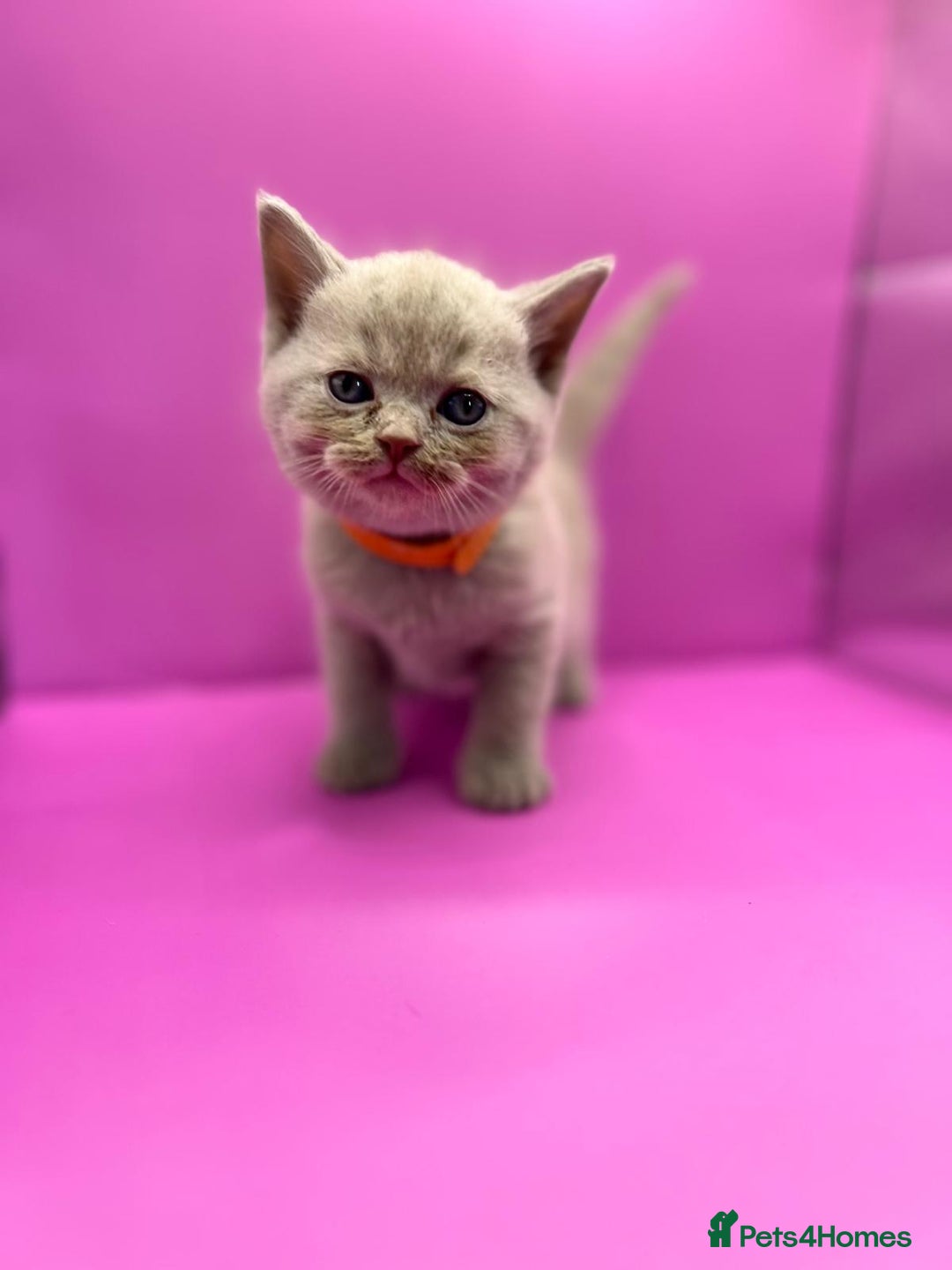 British Shorthair cats for sale: 🏆Grand Imperial Champion Sired GCCF Registered🏆  - Image 1