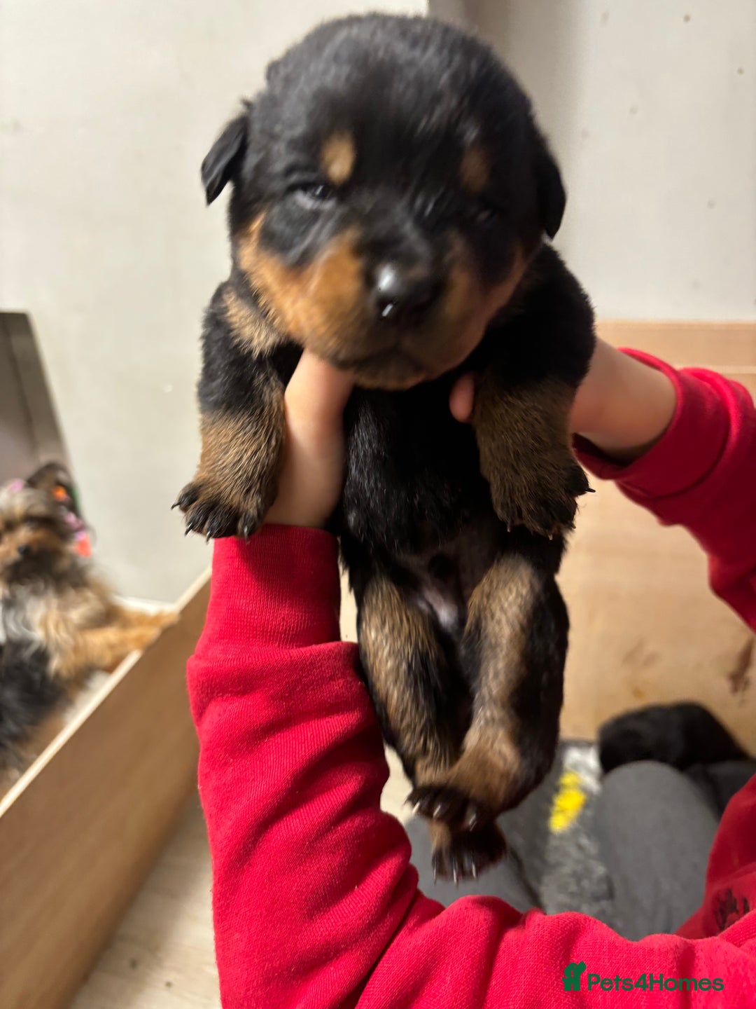 Rottweiler dogs for sale: 🐾🐶 beautifulRottweiler puppies🐶🐾 - Advert 4