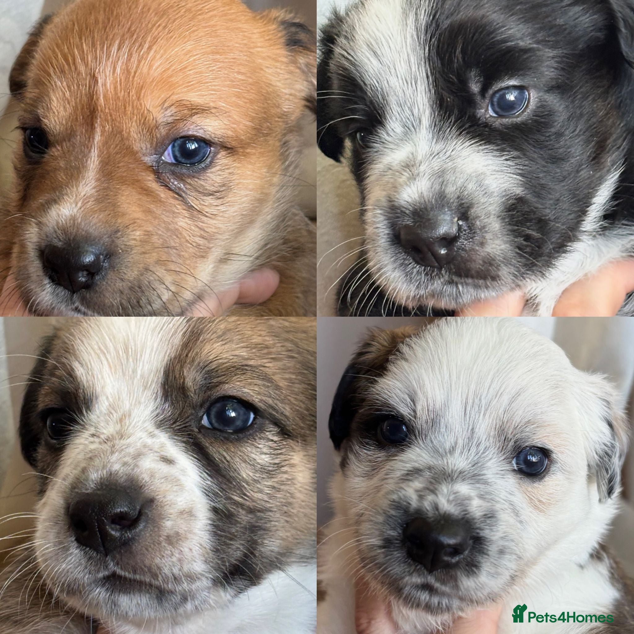 Mixed Breed dogs Border Collie x Blue Heeler x Ridgeback Pups ⭐ - Advert 6